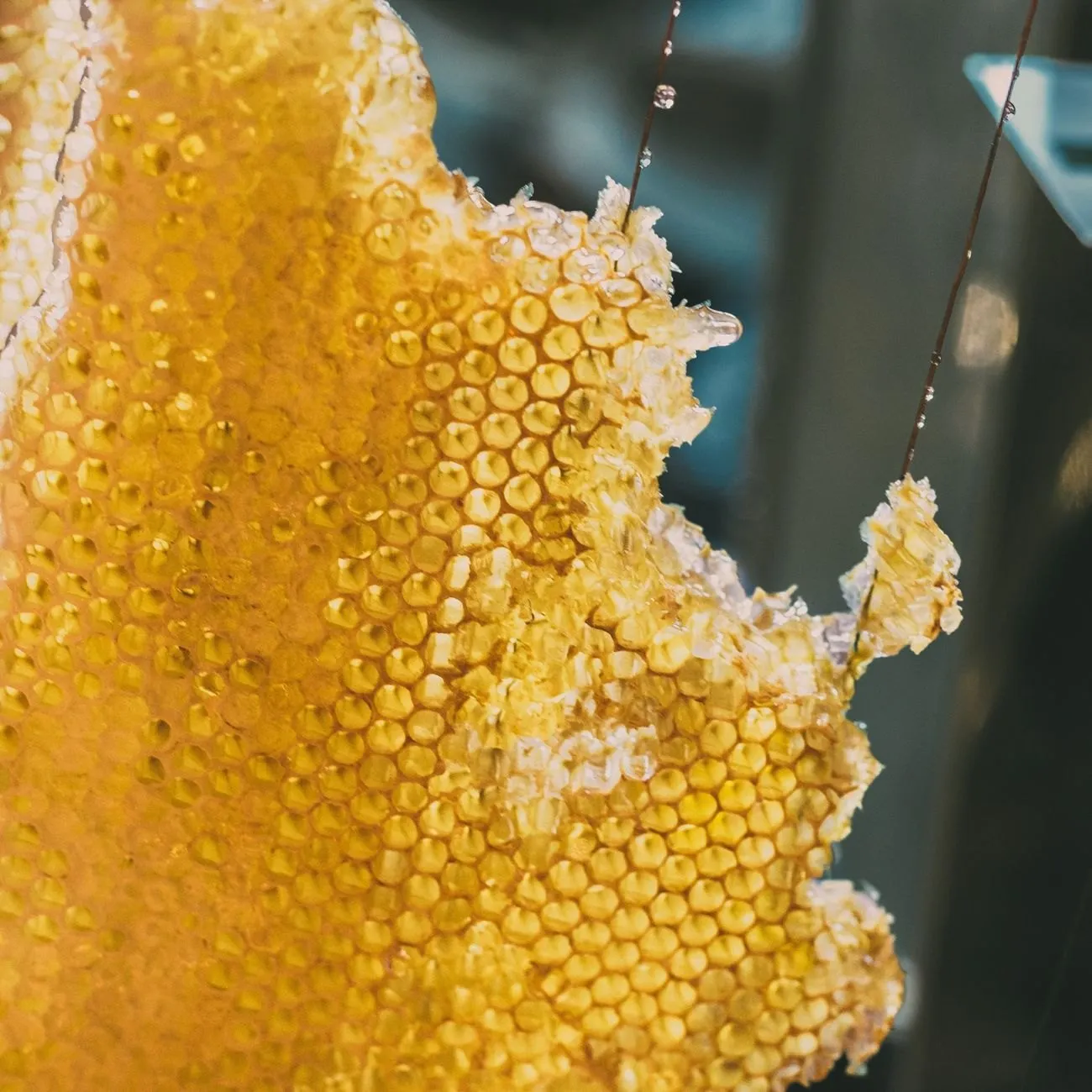 A torn edge of fresh honeycomb dripping golden honey