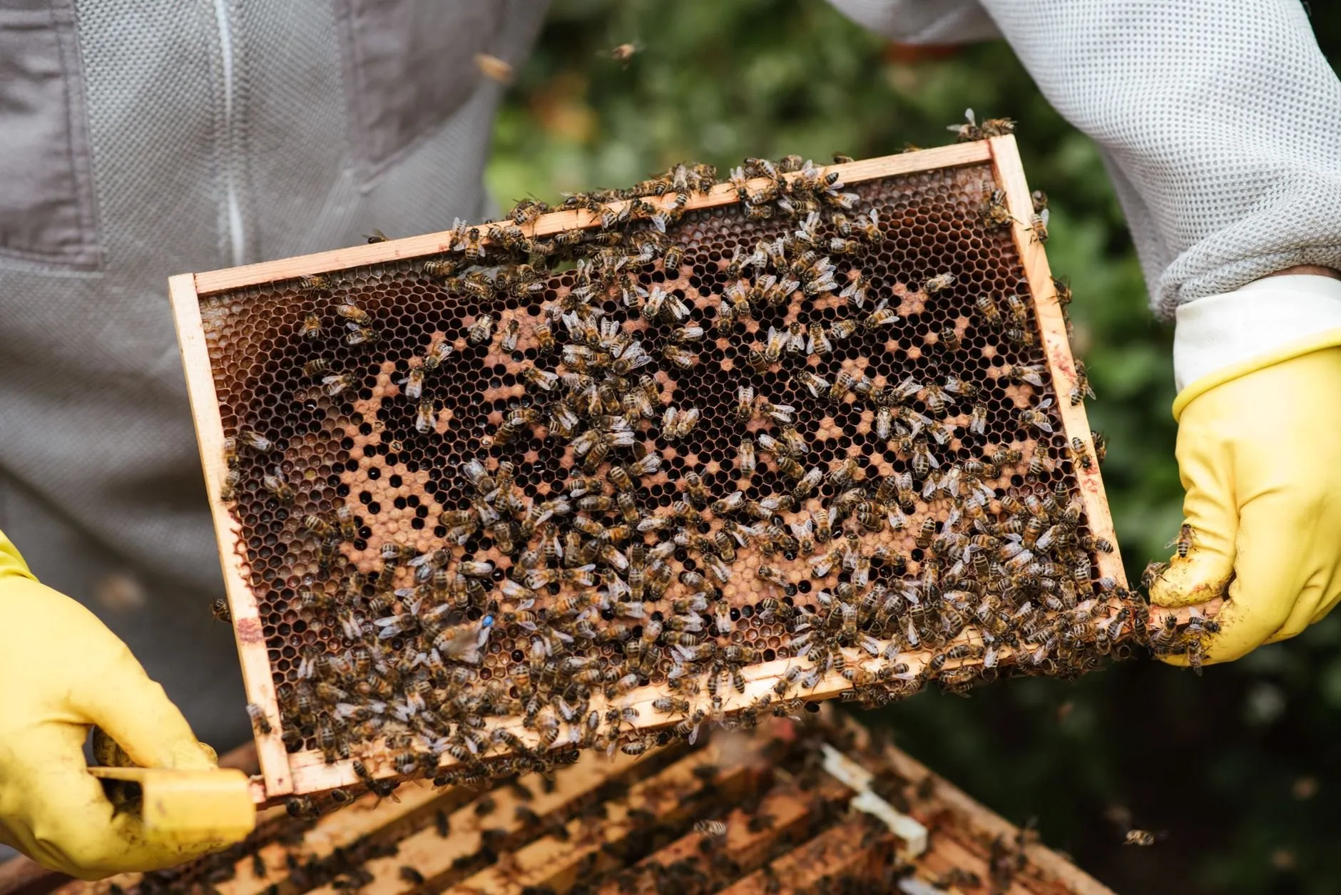 Frames come off when the bees have sealed the cells, so the honey is ripe and below 18 % water.