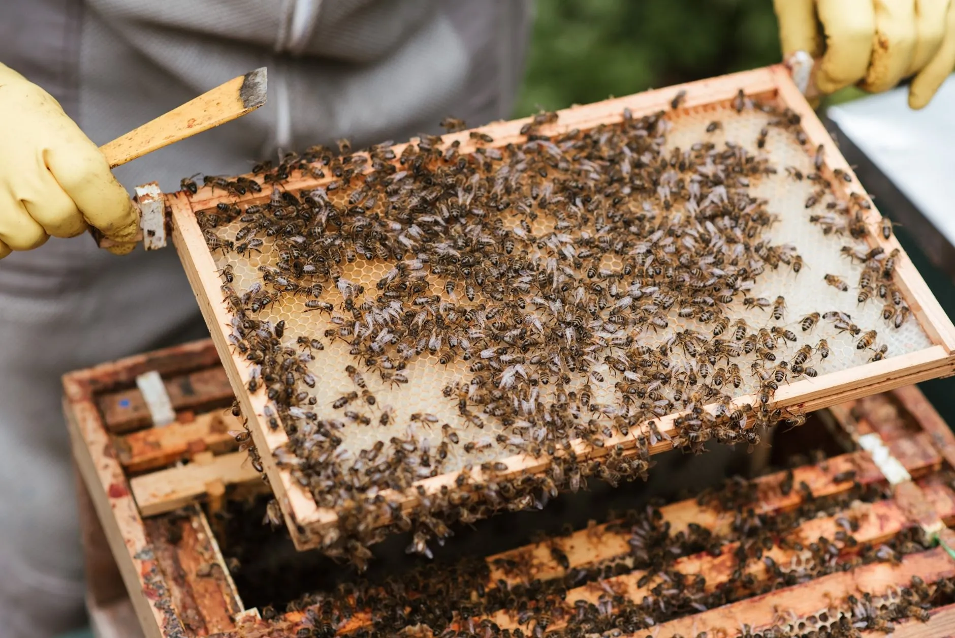 A beekeeper in yellow gloves lifting a frame covered in bees out of the hive