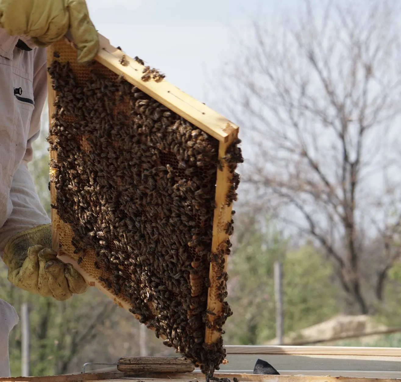 One of us checks every colony each week and emails you a short record with photos of the brood.