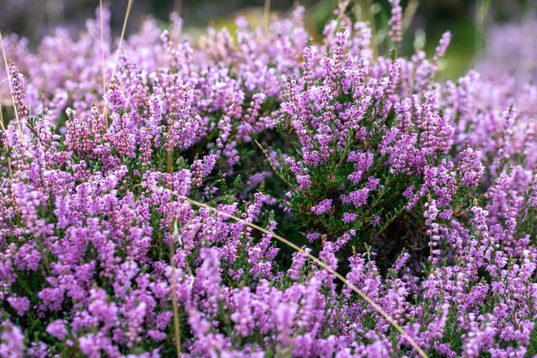 Ling heather in flower on the moor