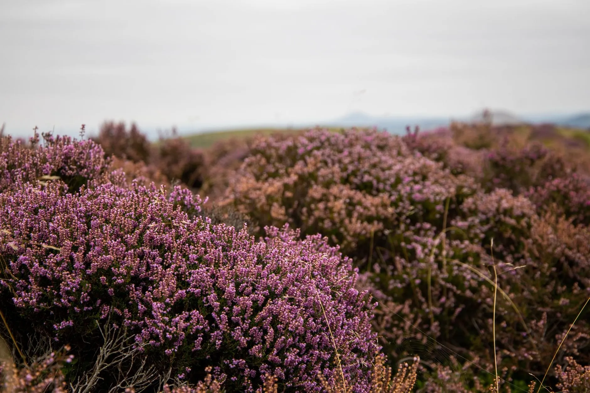 Heather in flower along a ridge of open moor