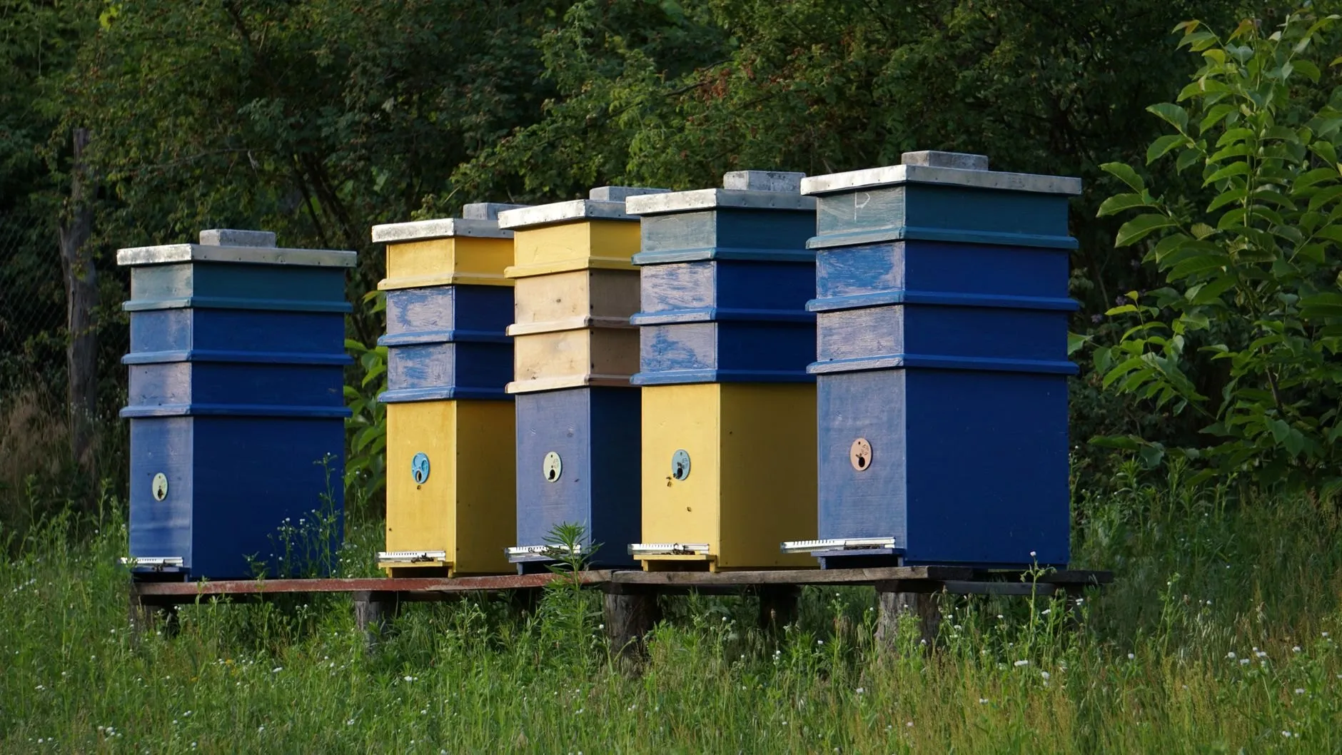 Colonies arrive after dark, when every forager is home, and are open and working by the next morning.