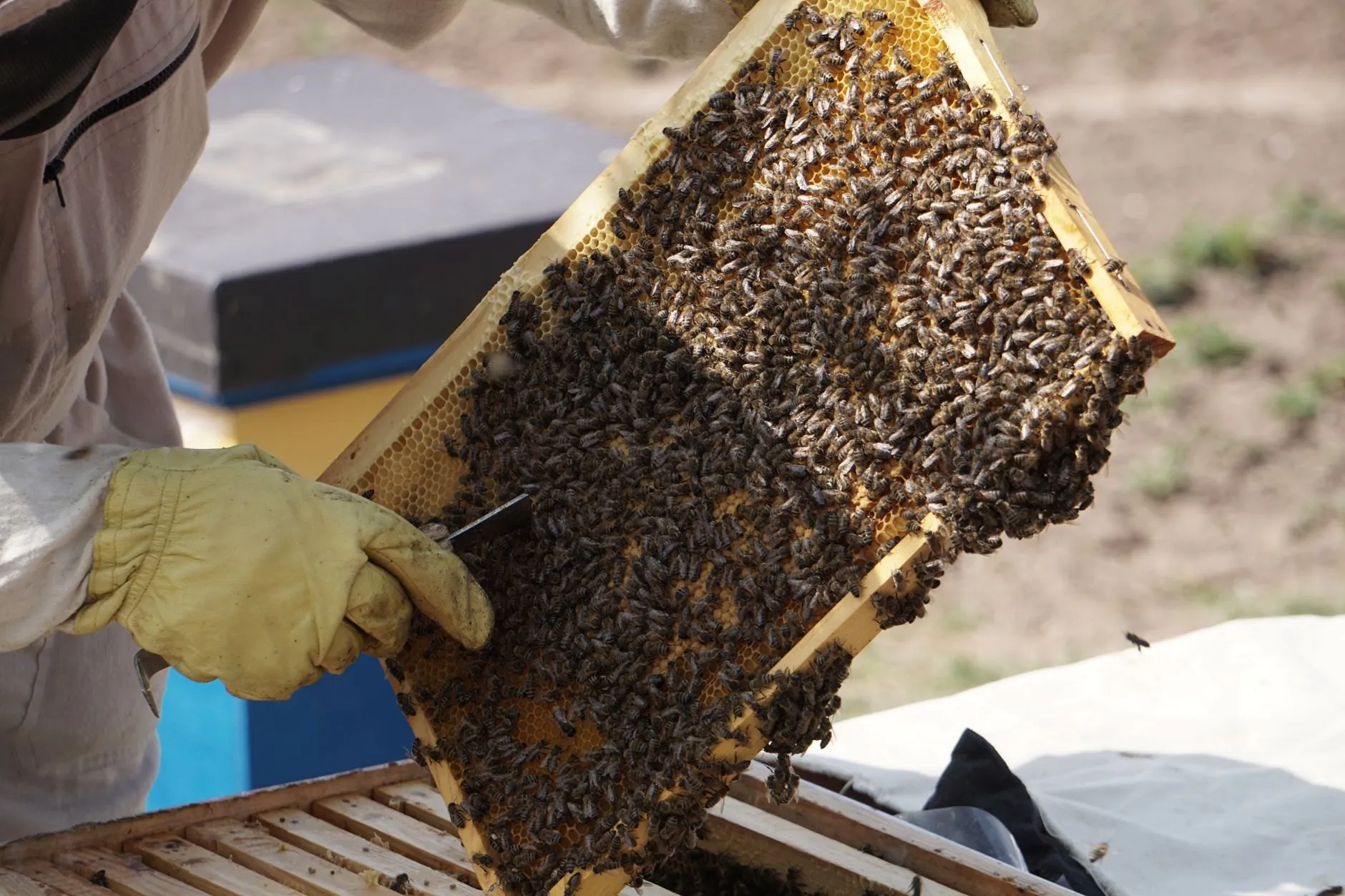 A beekeeper lifting a frame covered in bees from a hive in a blossoming orchard