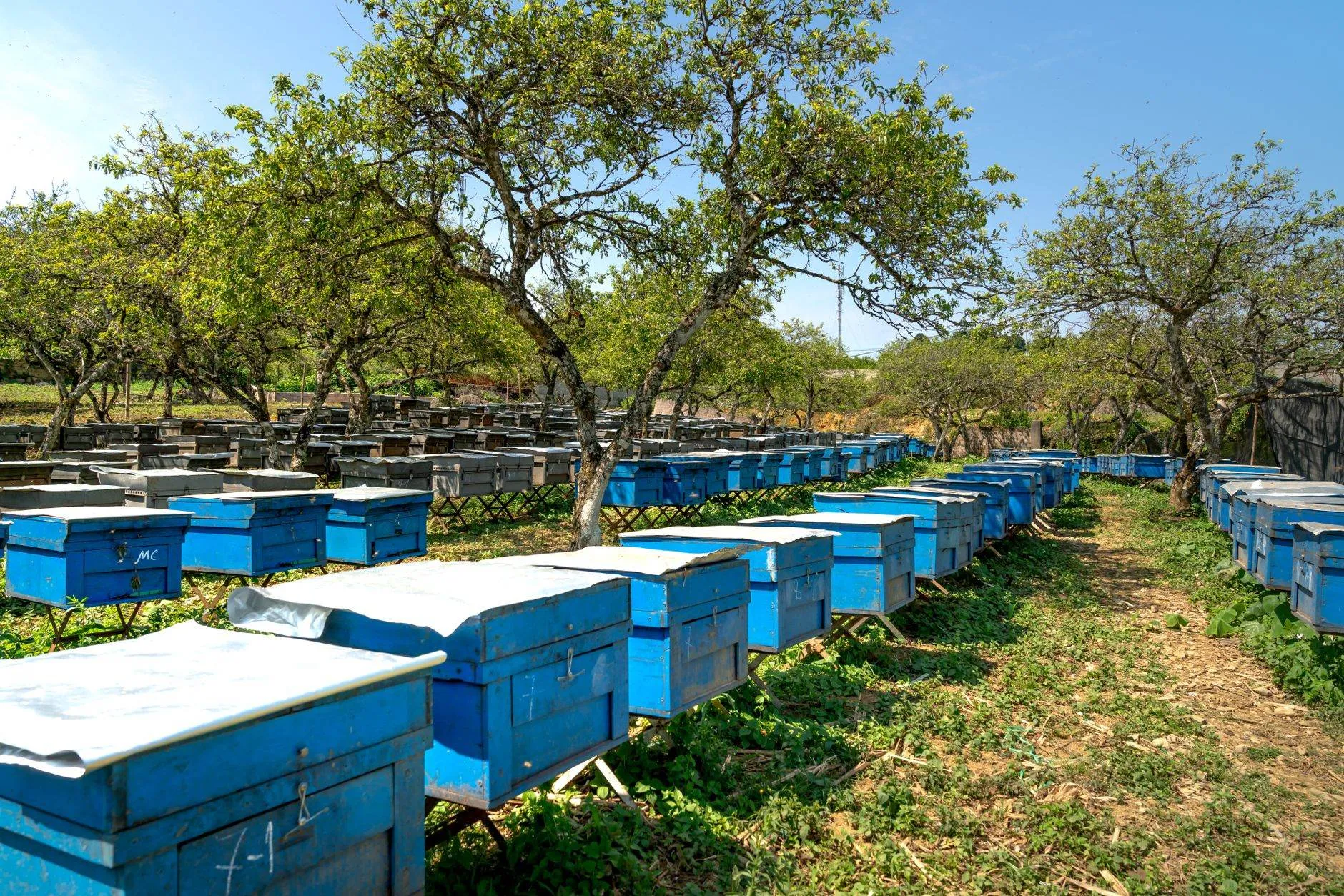 Hives set out in rows beneath orchard trees
