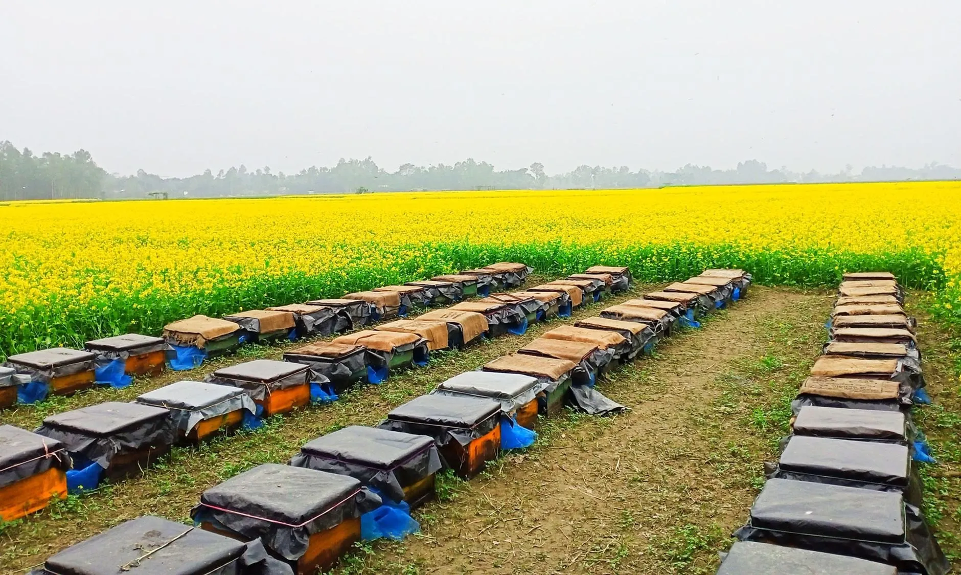 Rows of hives set along a field of flowering yellow rape