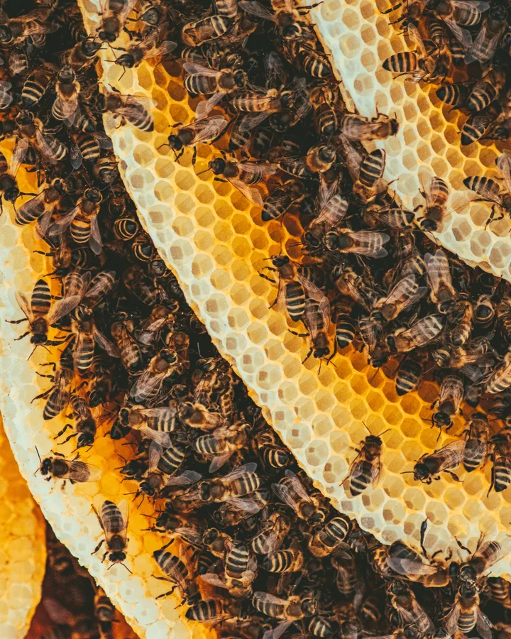 Bees working the face of a comb.