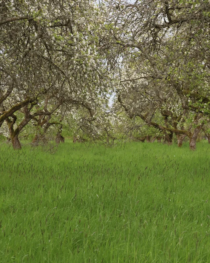 An apple orchard in full blossom.