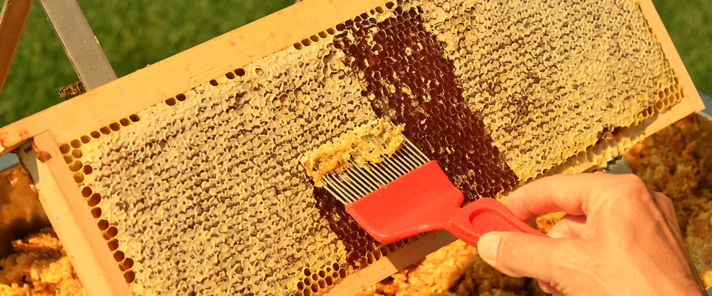 A frame of comb, half of it sealed under white cappings, being opened with an uncapping fork.