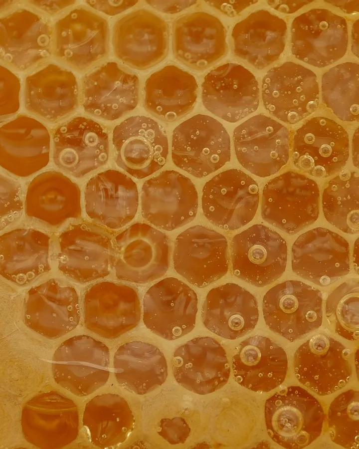 Sealed cappings across a comb, the wax still pale.
