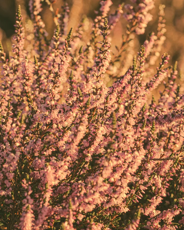 Heather bells close up, still carrying nectar.