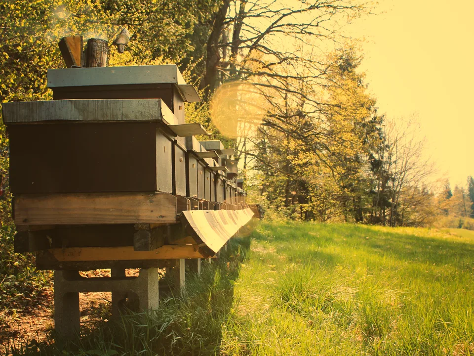 A single hive on a stand in a forest clearing.
