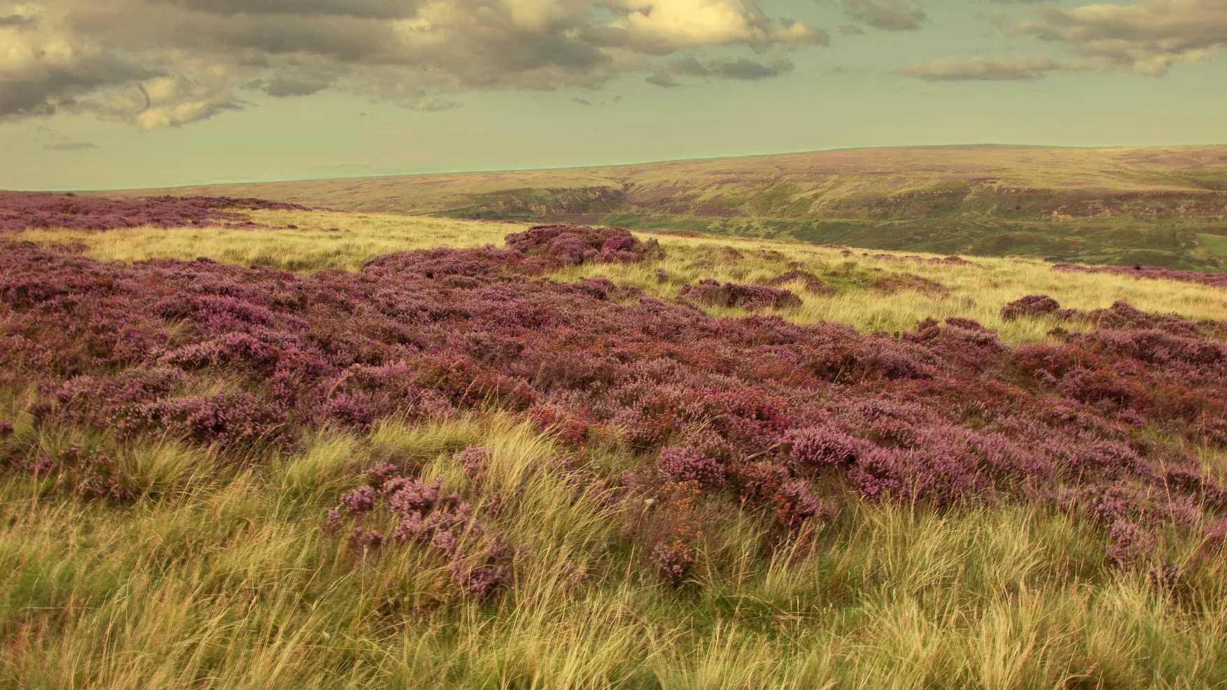 Heather in flower across open moorland under a heavy sky.