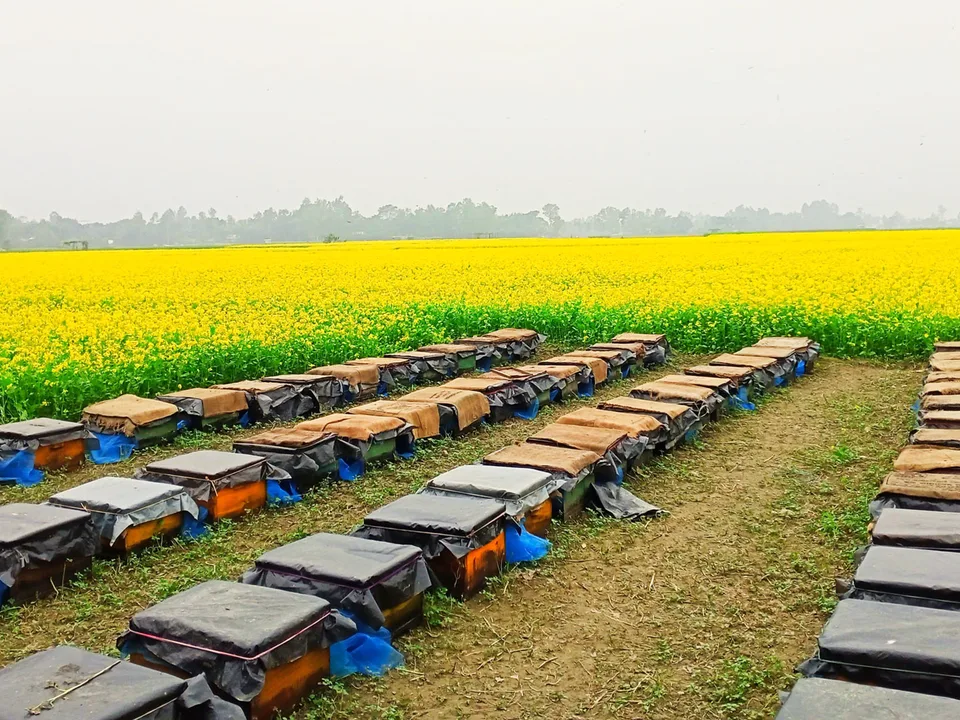 Hives stood out along the headland of a field in flower.
